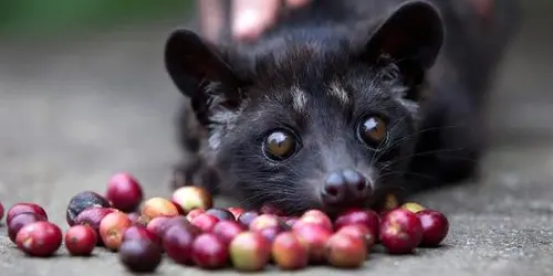 Kopi Luwak
