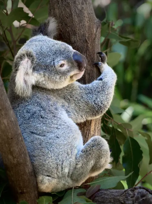 Featherdale Wildlife Park