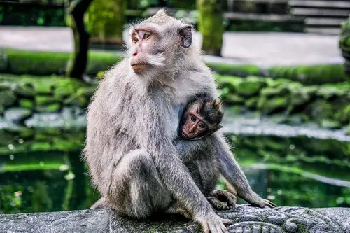  Opičí les- Monkey forest