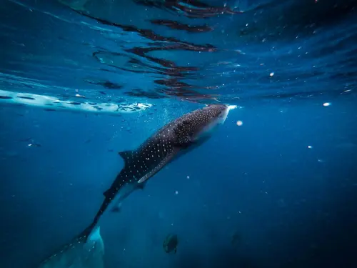 Plávanie s whale sharks