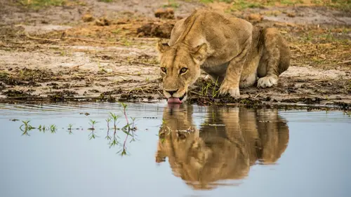 Big Five naživo