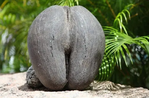 Coco de mer