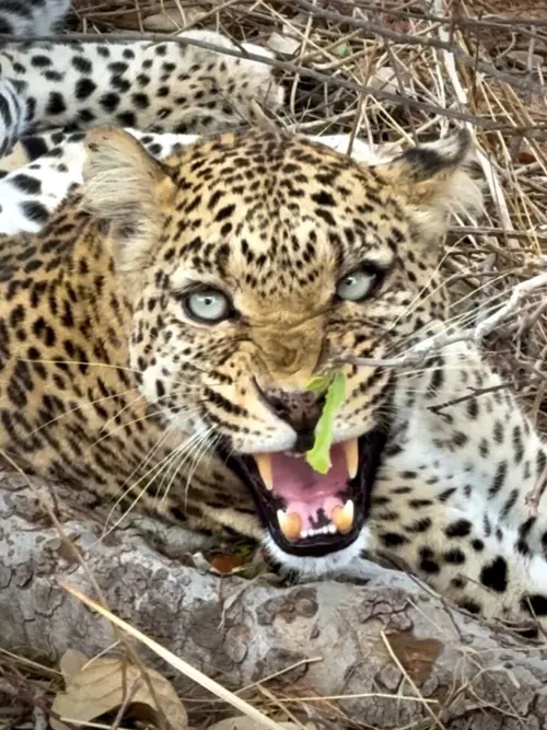 2 dni Safari